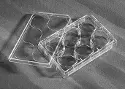 Corning&reg; 6-well cell culture plate with CellBIND surface