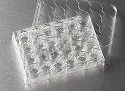 Corning&reg; 24-well cell culture plate with CellBIND surface