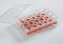 HTS Transwell&reg;-24 plate with PET membrane (0.4 µm pore) - individually packed