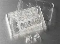 Insert membrane Transwell&reg; in transparent polycarbonate, Ø inserts 12 mm, porosity 0.4 µm