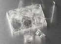 Insert membrane Transwell&reg; in transparent polycarbonate, Ø inserts 24 mm, porosity 0.4 µm