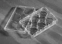 Corning&reg; 6-well cell culture plate with TC-treated surface