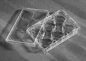 Corning&reg; 6-well cell culture plate with TC-treated surface