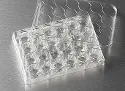 Corning&reg; 24-well cell culture plate with TC-treated surface