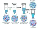 Corning&reg; X-MINI&reg; selection kit of human CD8