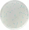 Chromagar&trade; <i>E.coli</i> - Quantité suffisante pour 5 litres