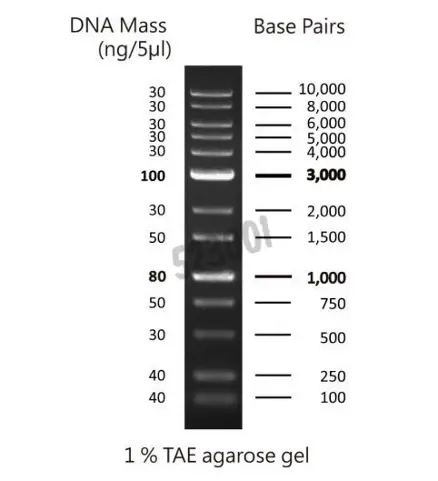 Marqueur de poids moléculaire - 100 - 10 000 bp - prêt à l'emploi - Nippon  Genetics - Matériel de laboratoire
