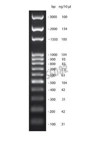 Marqueur de poids moléculaire - fragments 100 à 3000 pb - concentration 0,1  µg/µl - prêt à l'emploi - Solis - Matériel de laboratoire